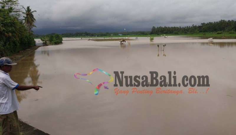 www.nusabali.com-40-ha-sawah-di-samblong-terendam-banjir