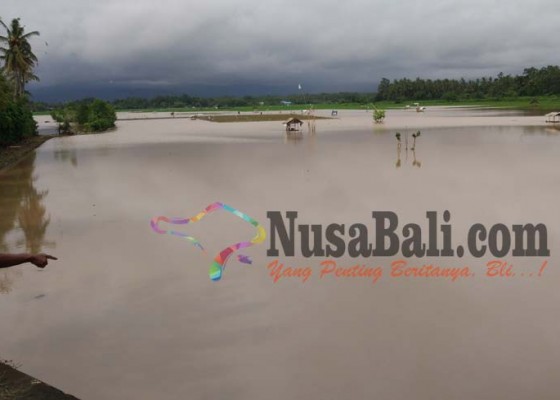 Nusabali.com - 40-ha-sawah-di-samblong-terendam-banjir
