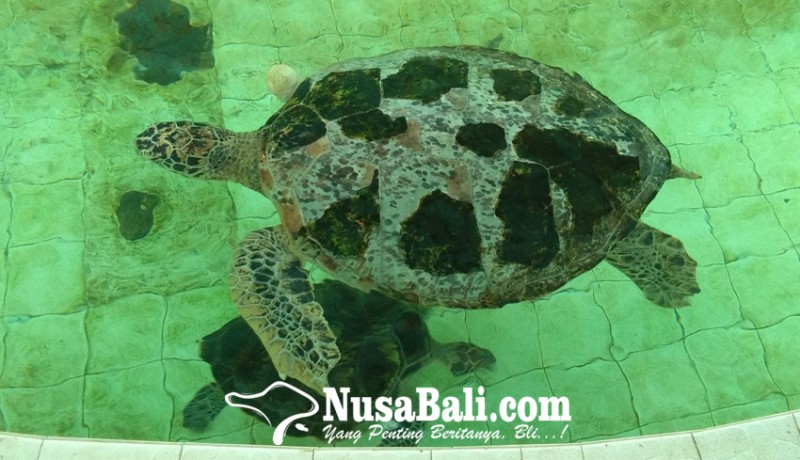 www.nusabali.com-mengenal-berbagai-jenis-penyu-satwa-eksotis-yang-statusnya-dilindungi-negara