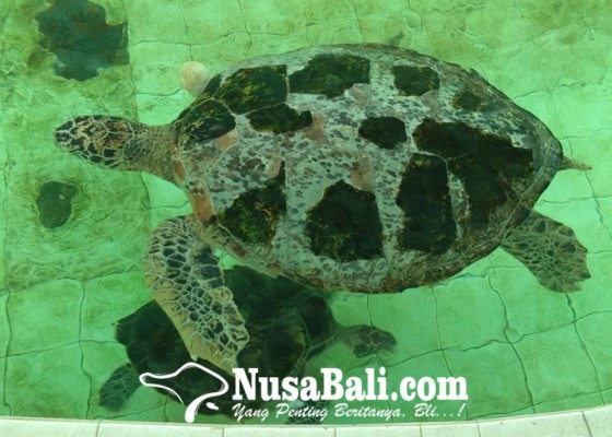 Nusabali.com - mengenal-berbagai-jenis-penyu-satwa-eksotis-yang-statusnya-dilindungi-negara
