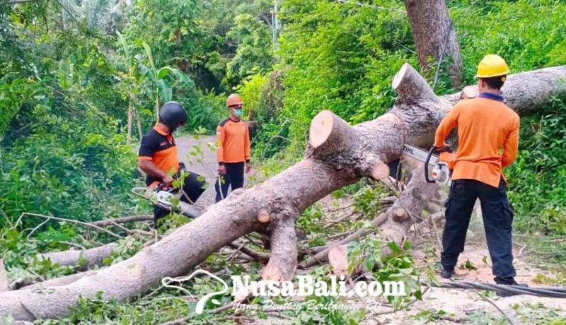 www.nusabali.com-bpbd-evakuasi-pohon-tumbang-di-desa-pertima
