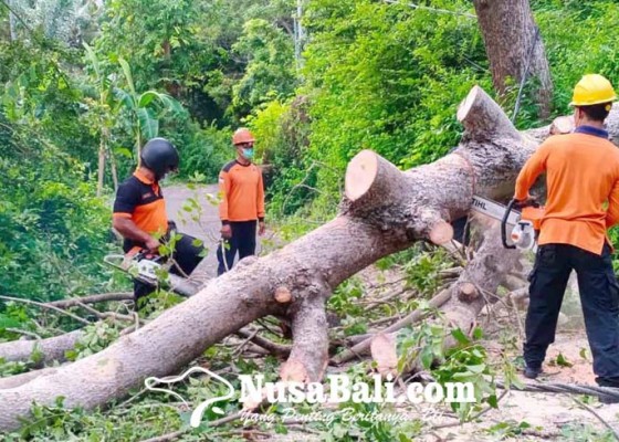 Nusabali.com - bpbd-evakuasi-pohon-tumbang-di-desa-pertima