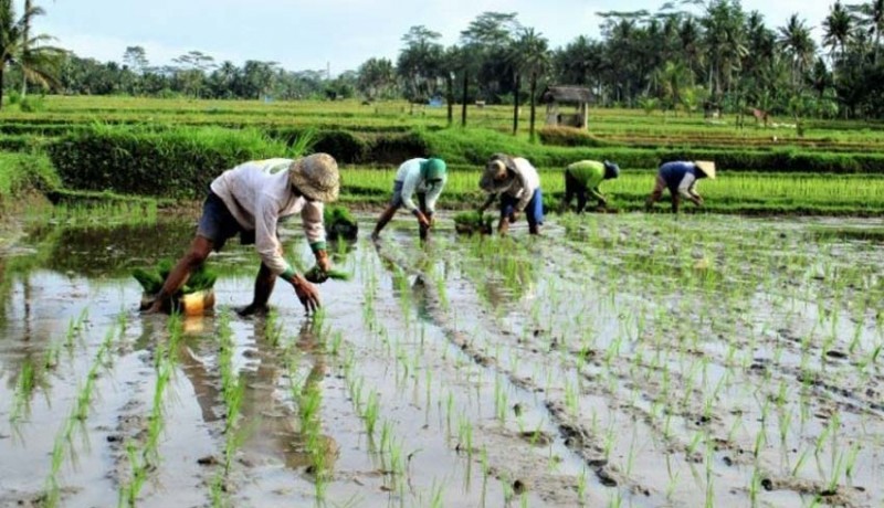 www.nusabali.com-hkti-bali-sebut-tata-titi-kehidupan-masyarakat-bali-pro-pertanian-berkelanjutan