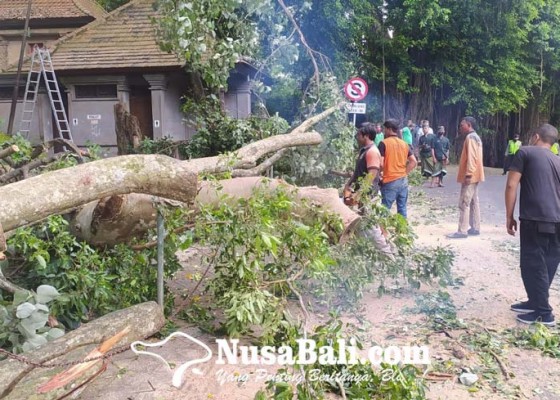 Nusabali.com - akar-lapuk-4-pohon-di-monkey-forest-tumbang