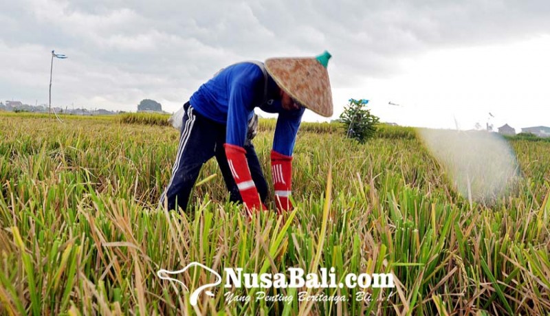www.nusabali.com-produksi-pangan-pajale-tetap-prioritas