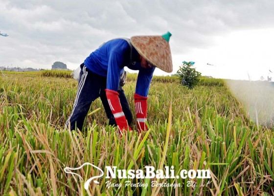 Nusabali.com - produksi-pangan-pajale-tetap-prioritas