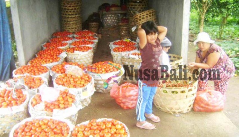 www.nusabali.com-tomat-lokal-langka-tomat-lombok-datang