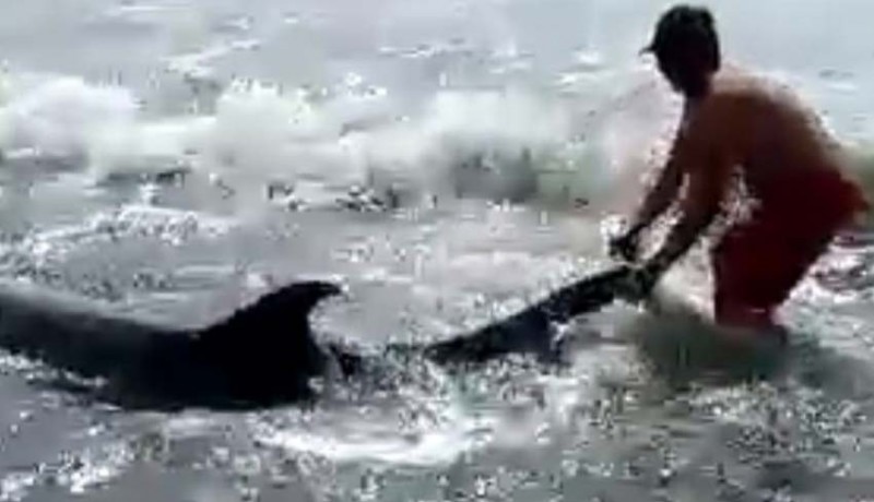 www.nusabali.com-relawan-dan-balawista-selamatkan-lumba-lumba-di-pantai-padanggalak