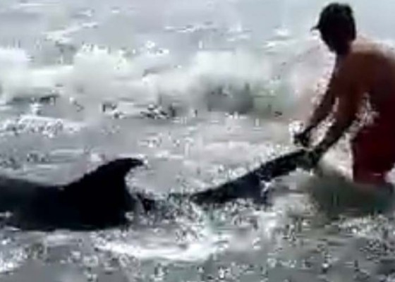 Nusabali.com - relawan-dan-balawista-selamatkan-lumba-lumba-di-pantai-padanggalak