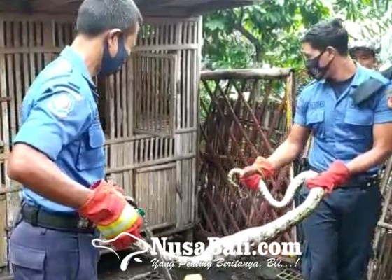 Nusabali.com - petugas-damkar-evakuasi-3-ular-piton