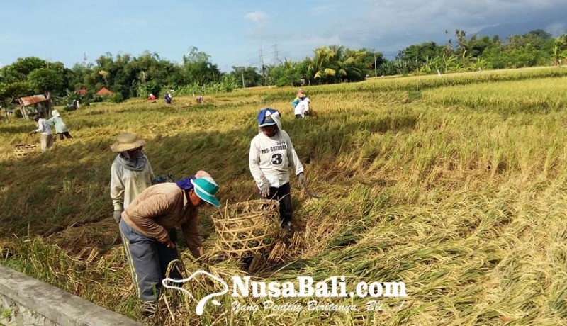 www.nusabali.com-produksi-padi-meningkat-buleleng-surplus-beras