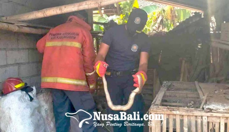 www.nusabali.com-petugas-damkar-tangkap-ular-kobra