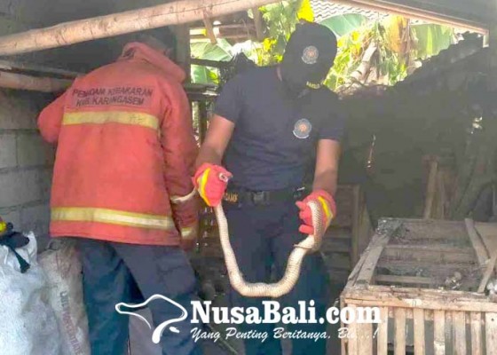 Nusabali.com - petugas-damkar-tangkap-ular-kobra