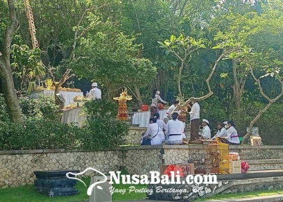 Nusabali.com - desa-adat-pecatu-juga-gelar-upacara-tumpek-uye