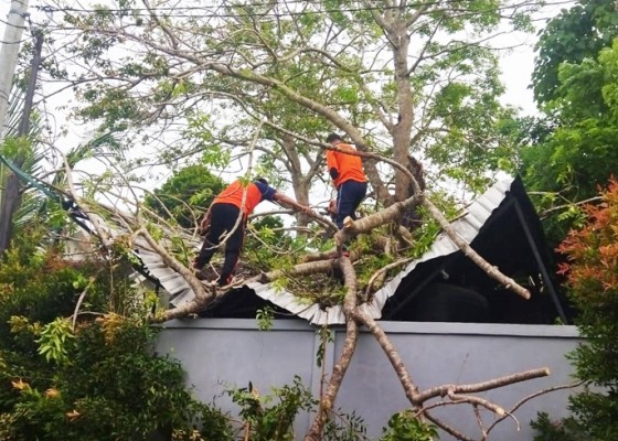 Nusabali.com - pohon-tumbang-timpa-tempat-penampungan-air-bersih