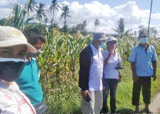 Nusabali.com - jagung-pangan-alternatif-pengganti-beras-produksi-potensial-di-buleleng