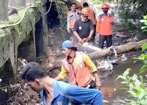 Nusabali.com - bpbd-bersihkan-sampah-kayu-di-sungai-sekartabya