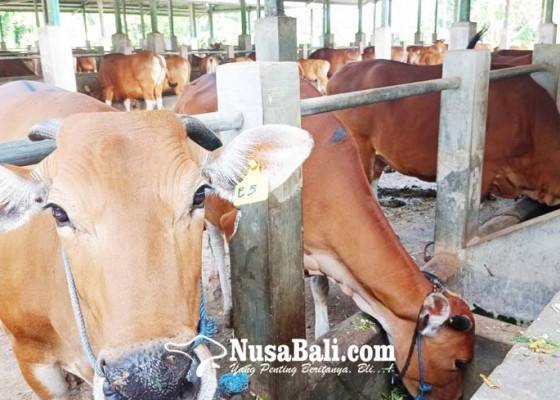 Nusabali.com - 98-sapi-bali-bakal-dilelang