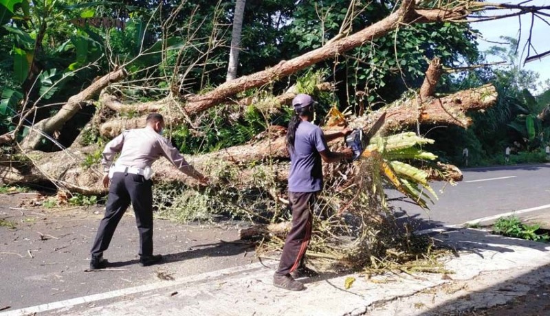 www.nusabali.com-dua-karyawan-toko-tertimpa-pohon-tumbang