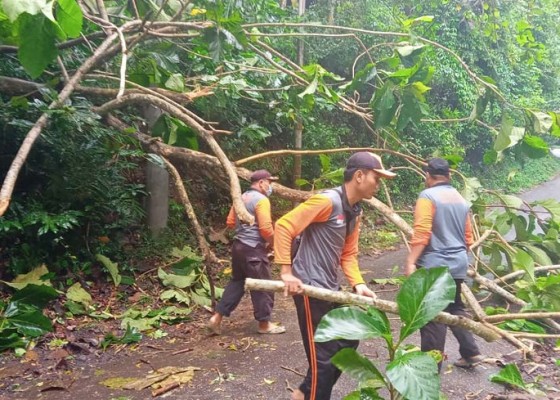 Nusabali.com - diguyur-hujan-klungkung-dikepung-pohon-tumbang