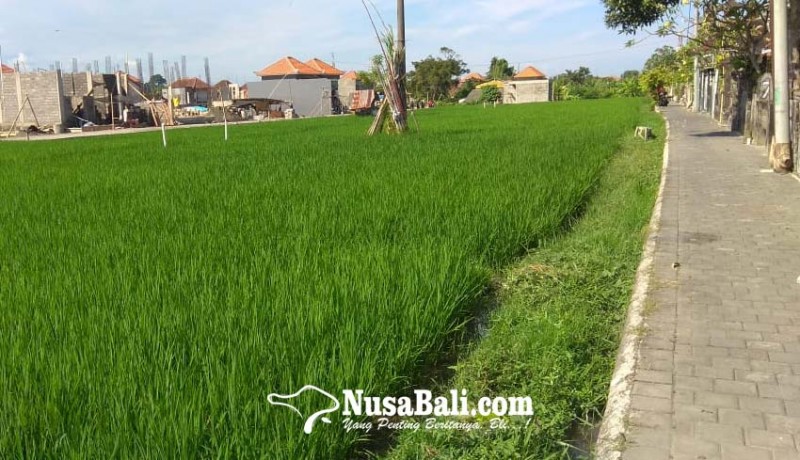 www.nusabali.com-5-tahun-denpasar-kehilangan-494-ha-lahan-pertanian