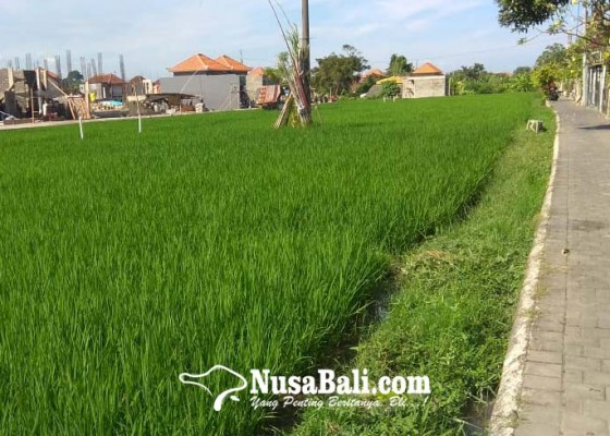 Nusabali.com - 5-tahun-denpasar-kehilangan-494-ha-lahan-pertanian