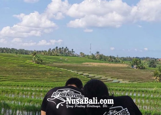 Nusabali.com - cuaca-buruk-produksi-padi-di-tabanan-menurun
