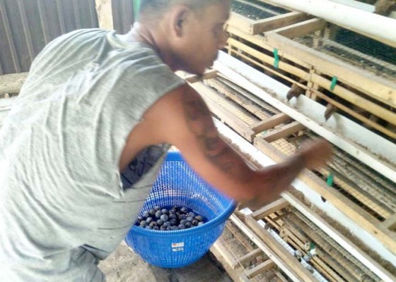 Nusabali.com - wbp-rutan-negara-panen-ratusan-telur-puyuh