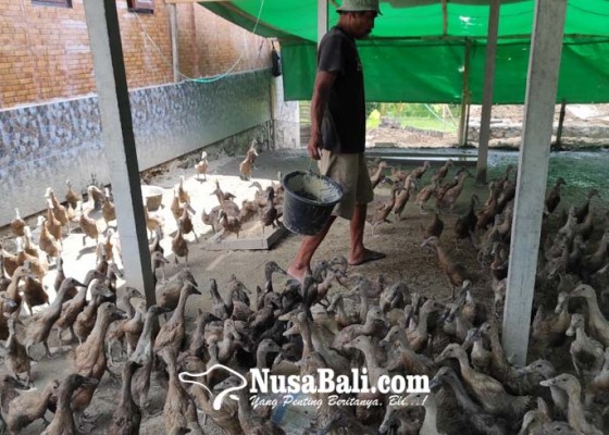 Nusabali.com - permintaan-banyak-harga-telur-bebek-rp-110000-per-krat