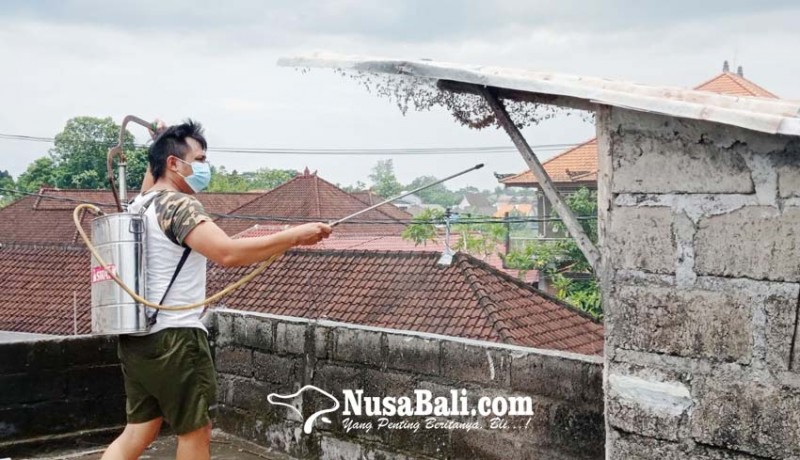 www.nusabali.com-ulat-bulu-serang-rumah-warga-di-abianbase