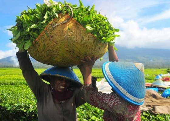 Nusabali.com - ekspor-teh-ri-masih-dapat-ditingkatkan