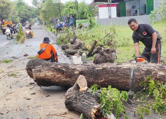 Nusabali.com - pohon-tumbang-halangi-jalan