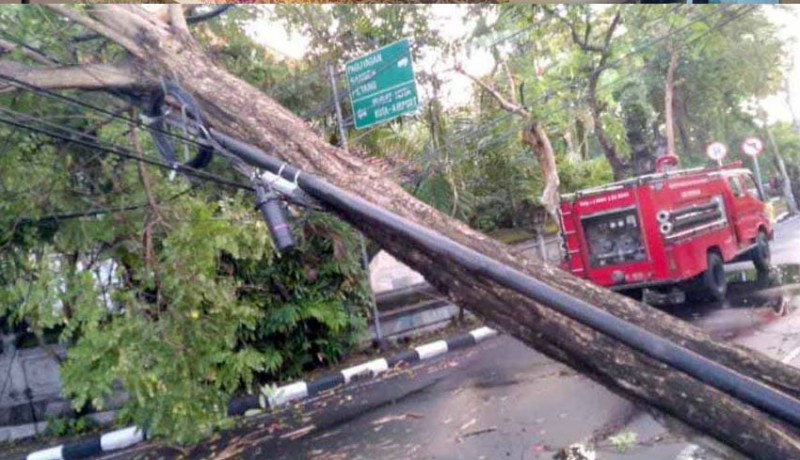 www.nusabali.com-trc-bpbd-denpasar-atensi-pohon-tumbang