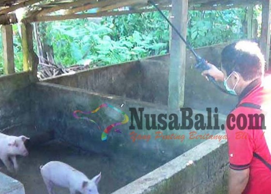 Nusabali.com - ternak-disemprot-peternak-babi-waswas