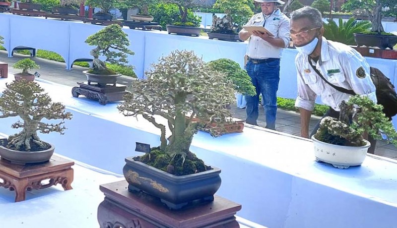 www.nusabali.com-1159-bonsai-dan-102-adenium