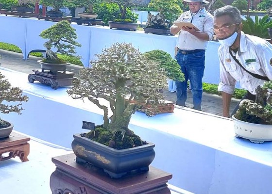 Nusabali.com - 1159-bonsai-dan-102-adenium