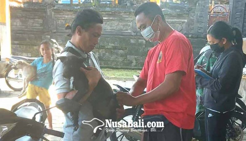 www.nusabali.com-vaksinasi-rabies-di-payangan-targetkan-ratusan-anjing