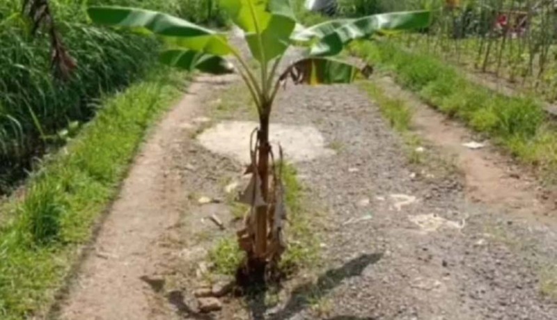 www.nusabali.com-jalan-benyah-latig-ditanami-pohon-pisang