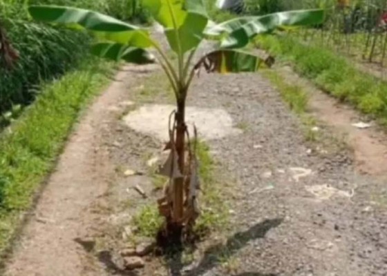 Nusabali.com - jalan-benyah-latig-ditanami-pohon-pisang