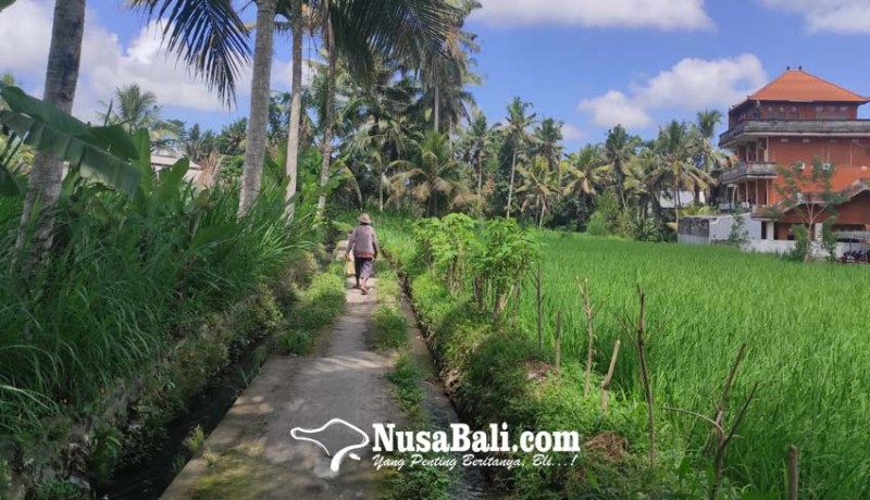 www.nusabali.com-petani-di-bebalang-dapat-giliran-air-enam-bulan-sekali