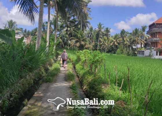 Nusabali.com - petani-di-bebalang-dapat-giliran-air-enam-bulan-sekali
