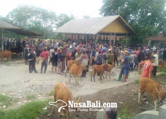 Nusabali.com - aktivitas-di-pasar-hewan-masih-normal