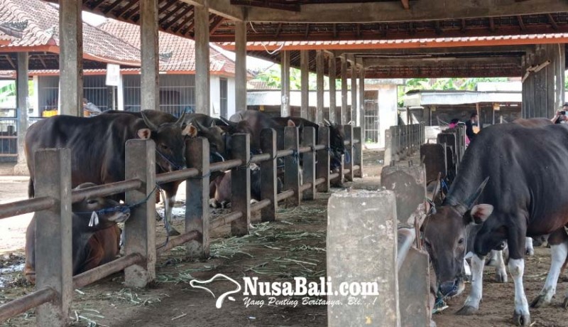 www.nusabali.com-isu-pmk-transaksi-di-pasar-hewan-beringkit-anjlok