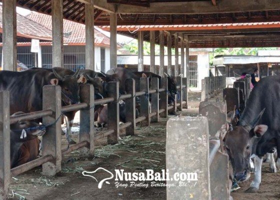 Nusabali.com - isu-pmk-transaksi-di-pasar-hewan-beringkit-anjlok