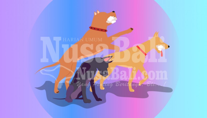 www.nusabali.com-anjing-rabies-serang-warga-banjar-semoja-pupuan