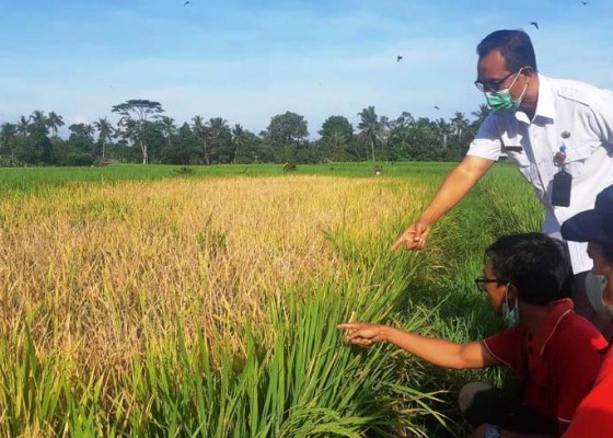 Nusabali.com - semester-pertama-badung-surplus-produksi-beras
