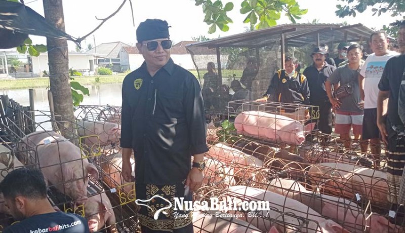 www.nusabali.com-sambut-galungan-suyasa-bagikan-9-ton-daging-babi