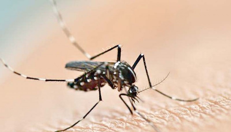 www.nusabali.com-warga-banjar-ujung-pesisi-diserang-chikungunya