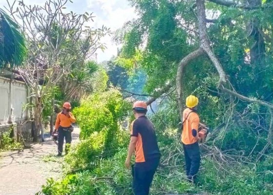 Nusabali.com - angin-kencang-tumbangkan-pohon-intaran