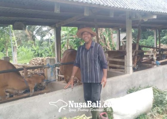 Nusabali.com - populasi-sapi-di-bangli-68888-ekor